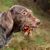 chien allemand à poil dur brun et blanc, chien de race allemande, grand chien de chasse, chien à poil dur avec des baies dans la gueule