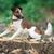 Fox Terrier lisse, chien de taille moyenne au long museau, chien aux oreilles décollées, chien de famille, chien de garde, chien de chasse, chien actif pour les familles, chien sportif de Grande-Bretagne, race de chien anglaise au pelage lisse, tricolore.