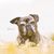 Hund,Wasser,Fleischfresser,Hunderasse,Arbeitstier,Kitz,Begleithund,Schnauze,Gras,Landtier,