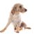 Griffon Fauve de Bretagne, chien de race, chien français, chien de France, poil dur, poil dur, chien de chasse, chien de famille, chien roux jeune chien