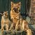 mammifère, chien, vertébré, Canidae, race de chien, carnivore, renard de Harz avec chiot assis sur les escaliers devant la porte