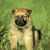 chiot renard Harz, Harzerfuchs, chiot d'un petit chien brun avec un museau foncé semblable à un chien de berger belge, chien comme un chiot encore pas d'oreilles de piqûre bien que la race obtient des oreilles de piqûre