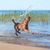 Chien, Canidae, Race canine, Carnivore, Groupe sportif, Sauter, S'amuser, Chien de chasse, Retriever, Irish Terrier Joue dans l'eau et nage