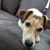 Hund,Halsband,Fleischfresser,Hunderasse,Schnurrhaare,Fawn,Begleithund,Couch,Komfort,Arbeitstier,