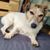 Hund,Hunderasse,Fleischfresser,Begleithund,Fawn,Schnurrhaar,Schnauze,Holz,Sportliche Gruppe,Canidae,