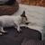 Hund,Komfort,Fleischfresser,Rehbraun,Hunderasse,Begleithund,Spielzeughund,Arbeitstier,Felidae,Schwanz,