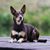 Kelpie australien, chien aux oreilles dressées, chien brun et feu, race australienne, chien de berger, chien de berger