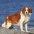 Chien, Mammifère, Vertébré, Race de chien, Canidae, Kooikerhondje brun blanc, Carnivore, Chien de compagnie, Groupe sportif, Race similaire au Welsh Springer Spaniel,