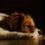 Kooiker Hondje couché sur le sol, petit chien blanc brun de moins de 20 kg, chien avec beaucoup de poils sur les oreilles