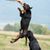 chien noir et marron, Kopov de Slovénie, Slovenský Kopov, chien de taille moyenne de Slovénie, chien similaire au Doberman