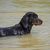 chien noir et brun, Kopov de Slovénie, Slovenský Kopov, chien de taille moyenne de Slovénie, chien similaire au Doberman nage dans un lac