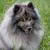 Chien, mammifère, vertébré, Canidae, race de chien, Keeshond, carnivore, Spitz allemand, Spitz, Spitz allemand gris moyen, race de chien de taille moyenne aux oreilles dressées et au poil très long