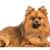 Chien, mammifère, vertébré, race de chien, Canidae, Spitz allemand, Poméranien, Spitz, carnivore, chien de compagnie, spitz rouge allemand