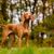 Chien, mammifère, vertébré, Canidae, race de chien, Vizsla, carnivore, race pointer, groupe sportif, chien de chasse de Hongrie, Wischla, chien noble, belle race de chien, chien roux, gros chien brun aux oreilles tombantes