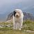 chien de race roumaine, chien de Roumanie, chien de berger, chien à poil long, chien de grande race.