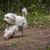 Chien au poil long, chien courant sur un chemin forestier et son poil soufflant au vent, le caniche de berger n'est en fait pas un caniche et appartient à l'ancien chien de berger allemand