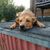 Hund,Pflanze,Hunderasse,Fleischfresser,Zaun,Rehkitz,Begleithund,Tisch,Arbeitstier,Freizeit,