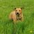 Hund,Pflanze,Hunderasse,Fleischfresser,Halsband,Gras,Begleithund,Kitz,Arbeitstier,Hundezubehör,