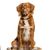 Chien, race de chien, Canidae, Mammifère, Nova Scotia Duck Toll Retriever, Carnivore, Groupe sportif, Chien de compagnie, Retriever, race similaire au Golden Retriever,