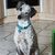 Hund,Fleischfresser,Hunderasse,Fawn,Begleithund,Hundehalsband,Arbeitstier,Deutsche Dogge,Halsband,Schnauze,