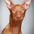 Chien pharaon de profil de face, chien ressemblant au Magyar Viszla avec des oreilles dressées, chien de race rouge, chien de taille moyenne à poil court.