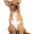 Chiot Podengo Portugues petit, chien à poil dur du Portugal, chien rouge blanc, chien de couleur orange, chien à oreilles dressées, chien de chasse, chien de famille, petit chien de famille avec poil brun blanc, poil lisse