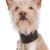 Podengo Portugues, chien à poil dur du Portugal, chien rouge blanc, chien de couleur orange, chien aux oreilles dressées, chien de chasse, chien de famille