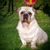 Hund,Hunderasse,Pflanze,Fleischfresser,Gras,Begleithund,Rehkitz,Schnauze,Falte,Spielzeughund,