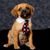 Designerdog Puggle est un mélange de beagle et de carlin, un bâtard de carlin.