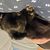 Katze,Komfort,Fleischfresser,Felidae,Kleine bis mittelgroße Katzen,Schnurrhaare,Schnauze,Fell,Hunderasse,Kurzhaarige Hauskatze,