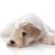Sealyham Terrier couché sur un fond blanc avec la tête sur le sol, petit chien débutant blanc à la fourrure ondulée, oreilles en triangle, chien avec de nombreux poils sur le museau, chien de famille, race de chien du Pays de Galles, race de chien d'Angleterre, race de chien britannique