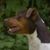 Terrier Brasileiro de profil, prise de tête d'un chien de profil, chien aux oreilles inclinées, terrier tricolore