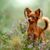 Russkiy Toy rouge-brun couché sur un fond blanc, petit chien de race russe, chien de race russe, Terrier, Russian Toy Terrier, oreilles pendantes à poil long, chien similaire au Chihuahua