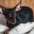 Russkiy Toy rouge brun, petit chien de race de Russie, race de chien russe, Terrier, Russian Toy Terrier, oreilles pendantes avec une longue fourrure, chien similaire au Chihuahua.