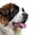 Chien, mammifère, vertébré, race de chien, Canidae, tête de chien de garde moscovite, race de chien géant, carnivore, saint-bernard, chien similaire au mastiff pyrénéen, chien tricolore, très grand chien aux oreilles tombantes et au long pelage.