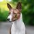 Basenji avec coloration tigrée, motif tigré chez les chiens, chien qui est brun blanc tabby et a des oreilles dressées.