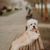 dandie dinmont terrier blanc, orange, chien à grosse tête, chien similaire au teckel, petit chien de race, chien FCI, chien à poil frisé, chien, vue latérale, chien saucisse