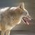 Loup des prairies, vue latérale du coyote, loup large, loup du désert d'Amérique, loup américain, loup des steppes, ancêtre du chien