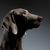 Chien, vertébré, Canidae, mammifère, Weimaraner, race de chien, carnivore, race similaire au Vizsla, Groupe sportif, museau, chien similaire au Dogue allemand, race de grand chien gris, yeux bleus chez le chien