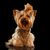 Chien, Mammifère, Yorkshire Terrier, Canidae, Race de chien, Terrier, Petit Terrier, Yorkshire Terrier avec queue de cochon sur la tête, Petit chien brun à poil long, Chien débutant, Chien similaire au Shih Tzu