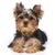 chien, mammifère, vertébré, race de chien, Canidae, Yorkshire Terrier, chiot, carnivore, terrier, chien de compagnie, petit chien noir et brun aux oreilles dressées