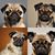 Chien,photo,carlin,race de chien,vertébré,vert,organe,carnivore,noir,mammifère,