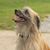 Egyetlen felvétel egy hosszú szőrű pireneusi juhászkutyáról