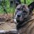 Nyugodt, békés, nagy, brindle husky-boxer keverék kutya fekszik kint egy régi fából készült teraszon.