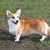 A Cardigan Welsh Corgi a parkban van.