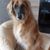 Hund,Hunderasse,Fleischfresser,Schnurrhaare,Begleithund,Fawn,Leber,Schnauze,Sportliche Gruppe,Canidae,