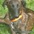 Hund,Pflanze,Fleischfresser,Hunderasse,Arbeitstier,Halsband,Leber,Begleithund,Rehbraun,Hundehalsband,