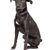 Aussiedor feketében a labrador retriever és az ausztrál juhász keveréke, kutya fekete fehér pöttyel a mellkasán, hibrid keverék fajta, közepes méretű kutya terelő viselkedéssel, terelő kutya, családi kutya.