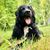 Hund,Pflanze,Fleischfresser,Baum,Hunderasse,Gras,Begleithund,Landtier,Sportliche Gruppe,Arbeitstier,