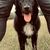 Hund,Hunderasse,Fleischfresser,Begleithund,Gras,Leber,Schnauze,Arbeitstier,Sportliche Gruppe,Canidae,